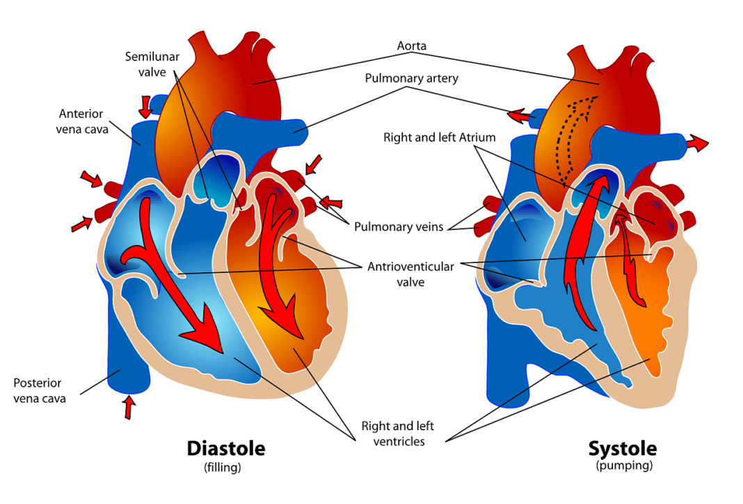 Difference Between Heart attack ,Cardiac Arrest and stroke